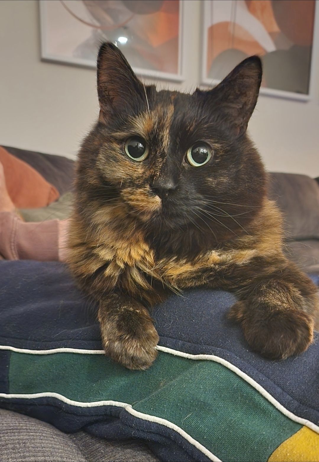 Lost Tortie Cat with Pink Collar - Melbourne