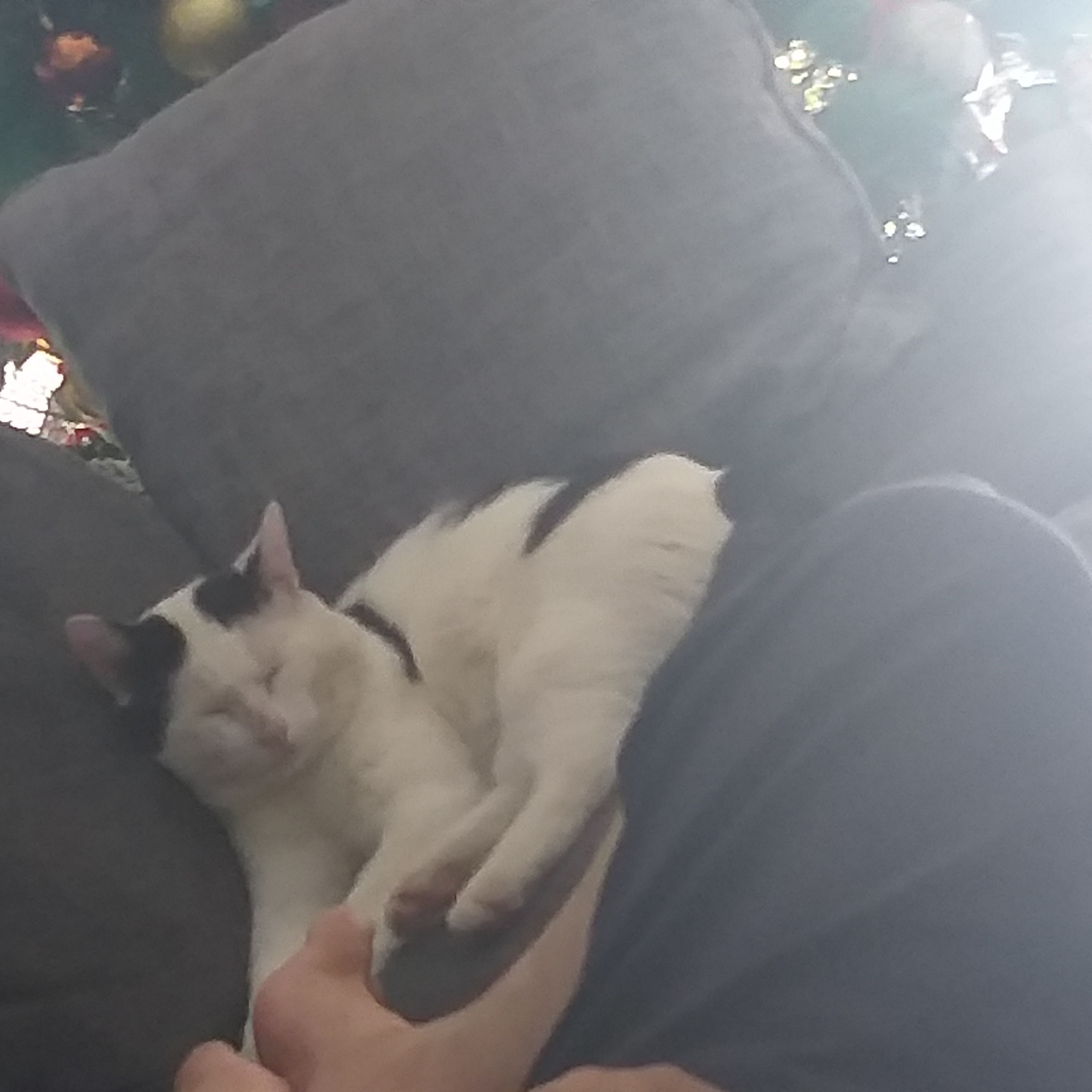 Lost Black & White Cat in Hume City