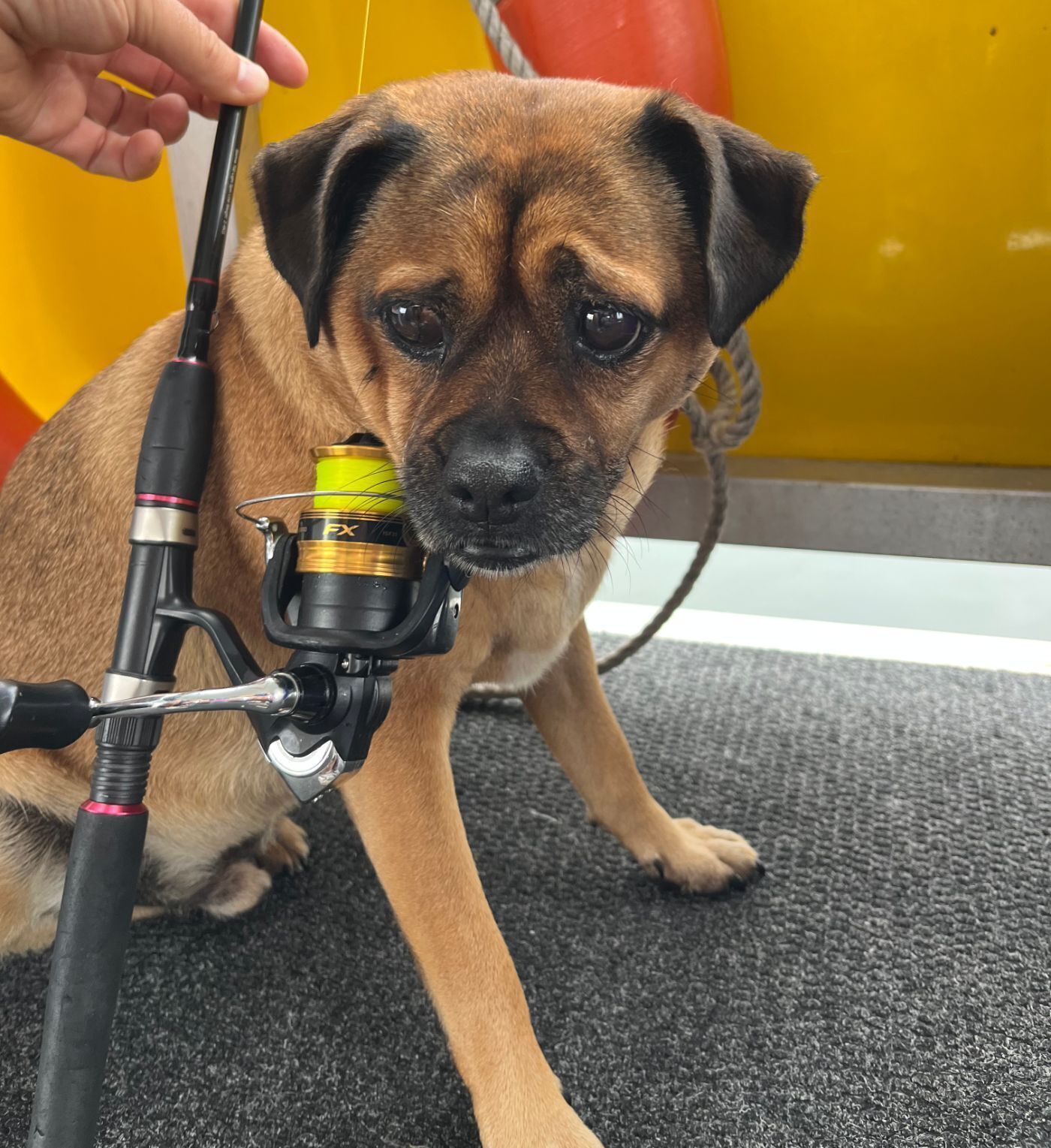 Lost Jug Dog: Help Find Rubble!