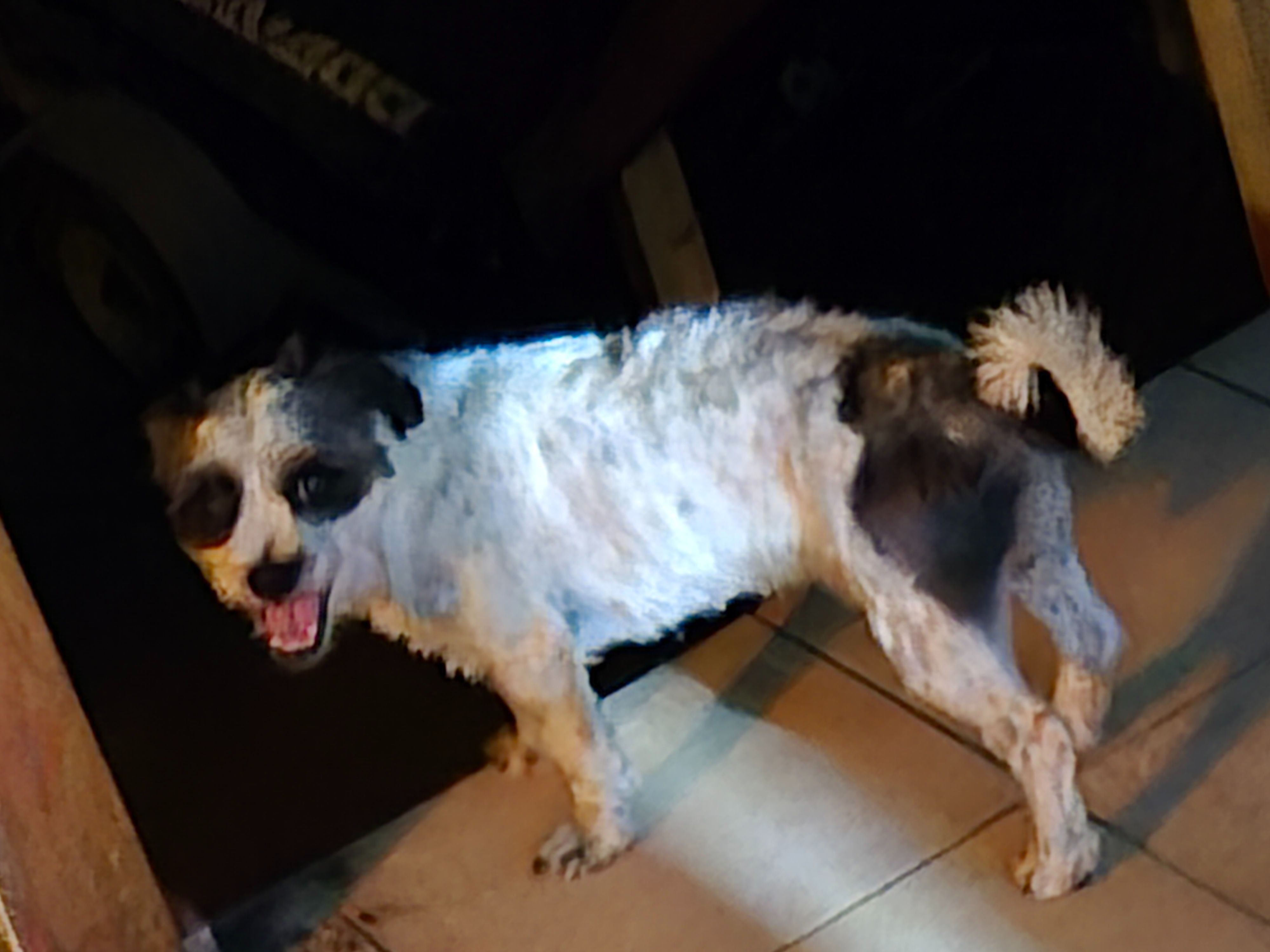 Lost Dog Escapes Yard on Bushlands Ave