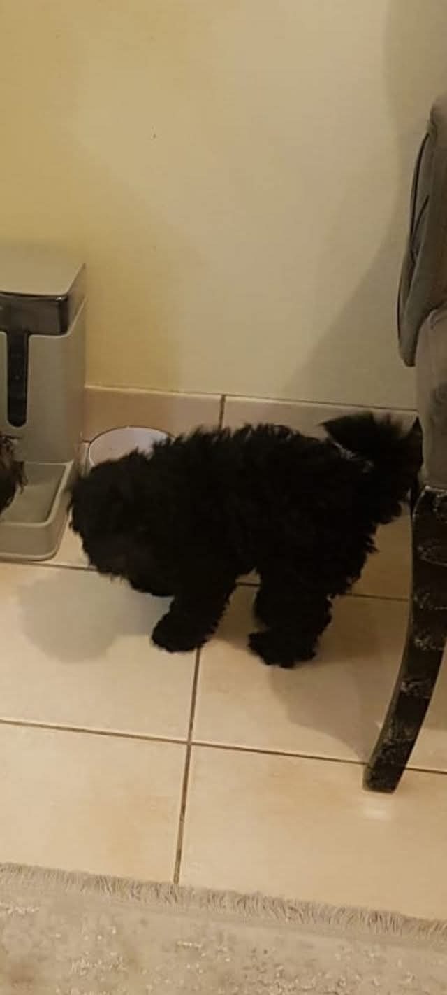 Help Find Our Lost Dog on Provincial St