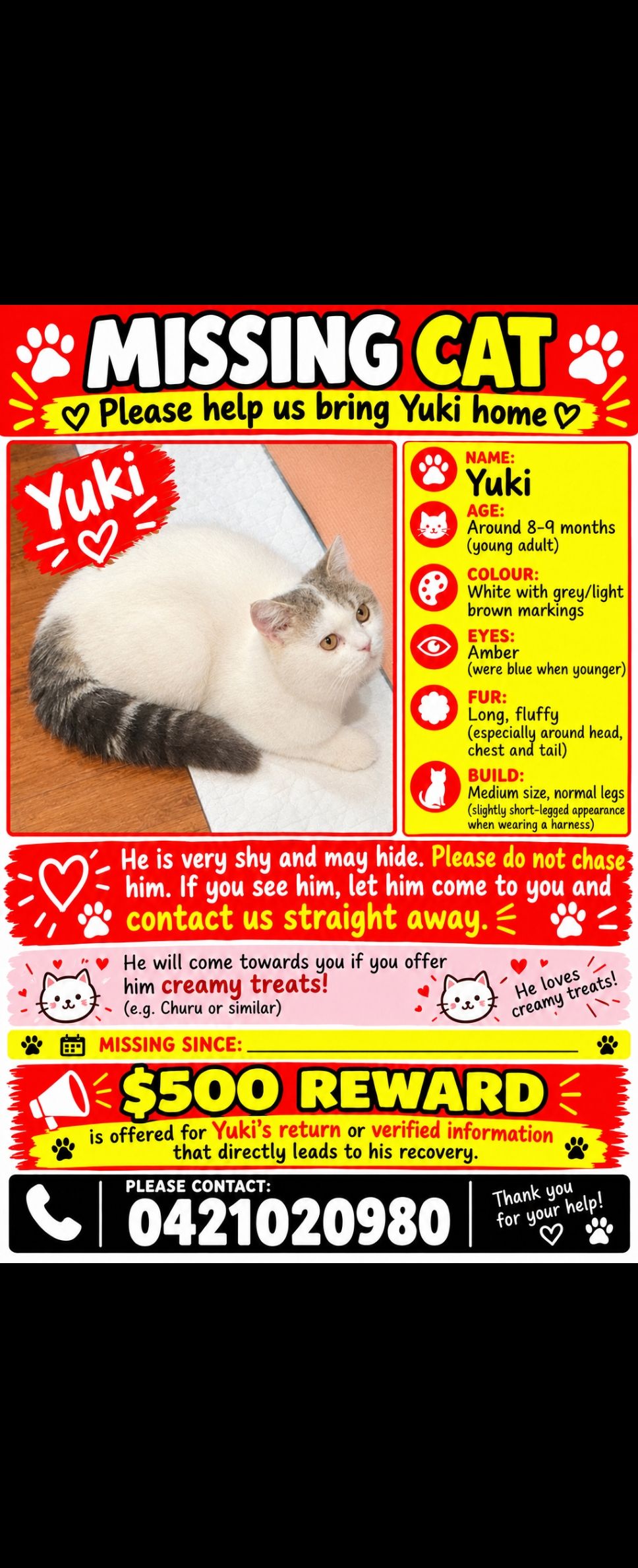 Lost cat, Cardigan Street, 77, Melbourne — male with grey/brown markings around the eyes and ears - photo