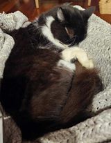 Lost Cat: Timid Black & White Male - Adelaide