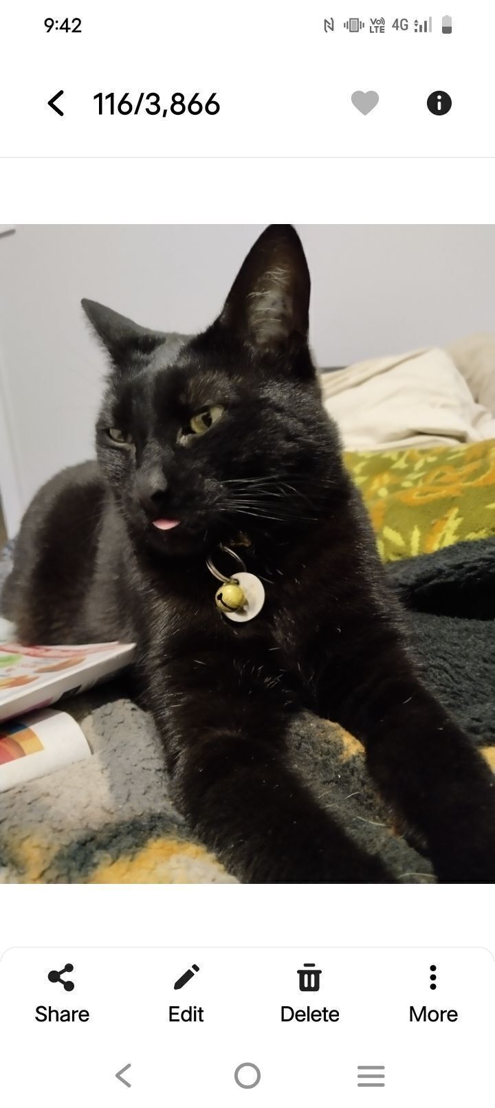 Lost Black Cat Middy: Gold Col...