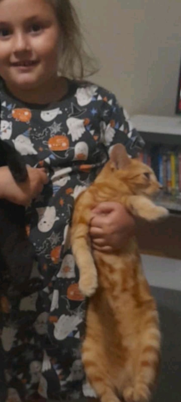 Lost Ginger Cat: Call 04232664...