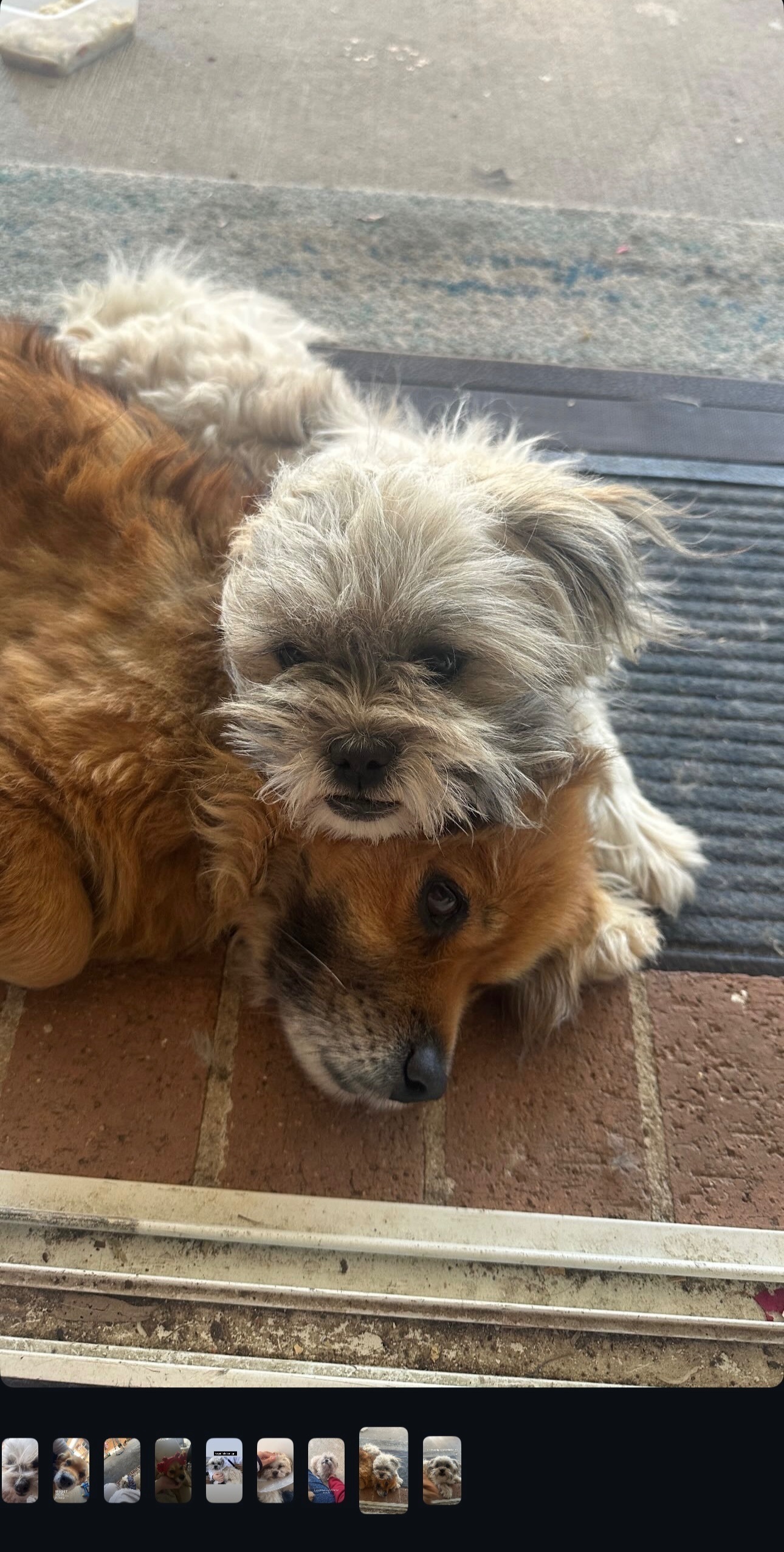 Lost pets , photo: Lost Dogs: Jacky & Sua - Fairfield Area