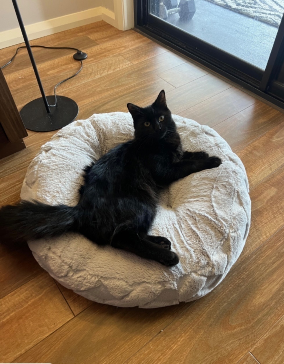 Lost Cat: Fluffy Black & White in Sydney