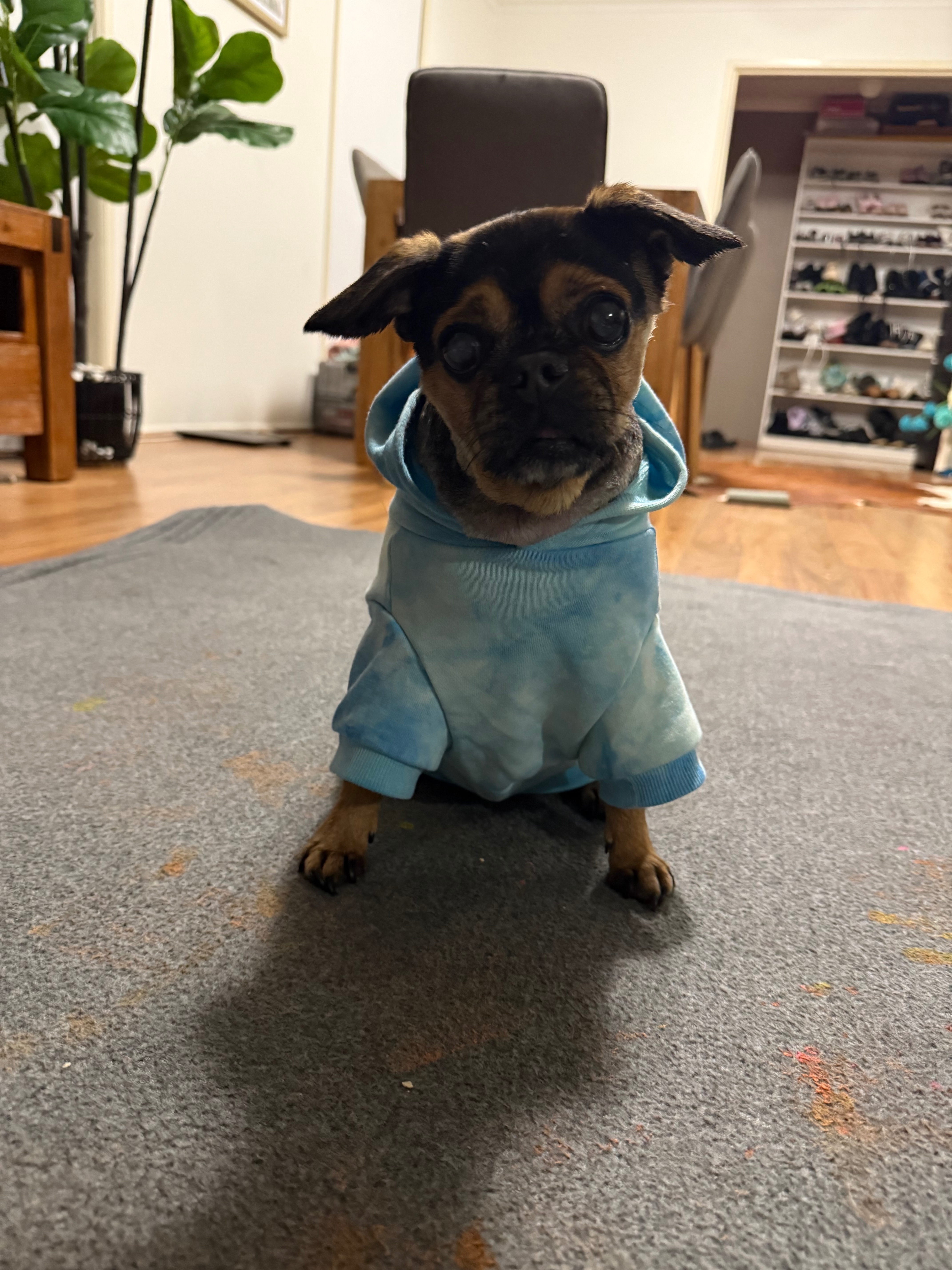 Lost Dog on Dutch Rd, Hume City