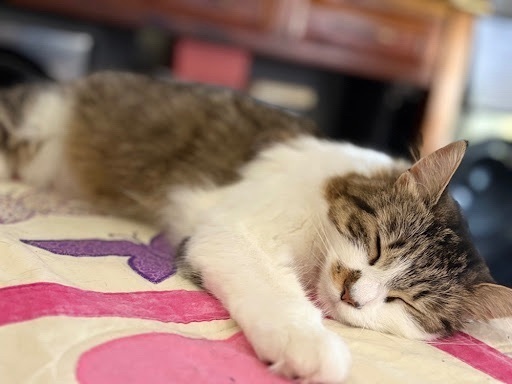 URGENT: Help Find Missing Cat Kitty!