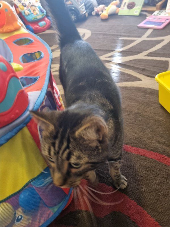 Lost: Friendly Tabby with Wobbly Bell