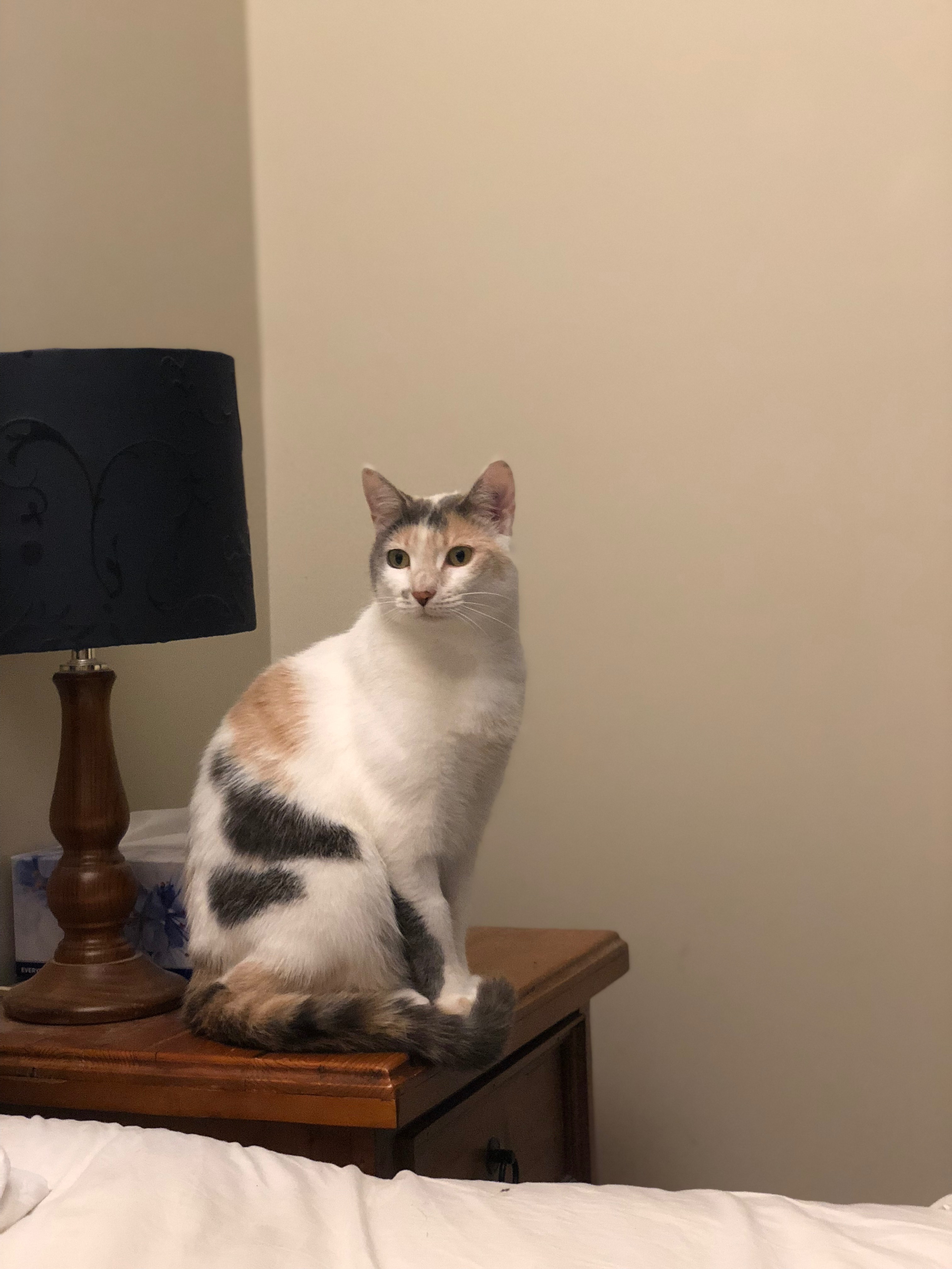 Lost Calico Cat in Belrose - Please Help!