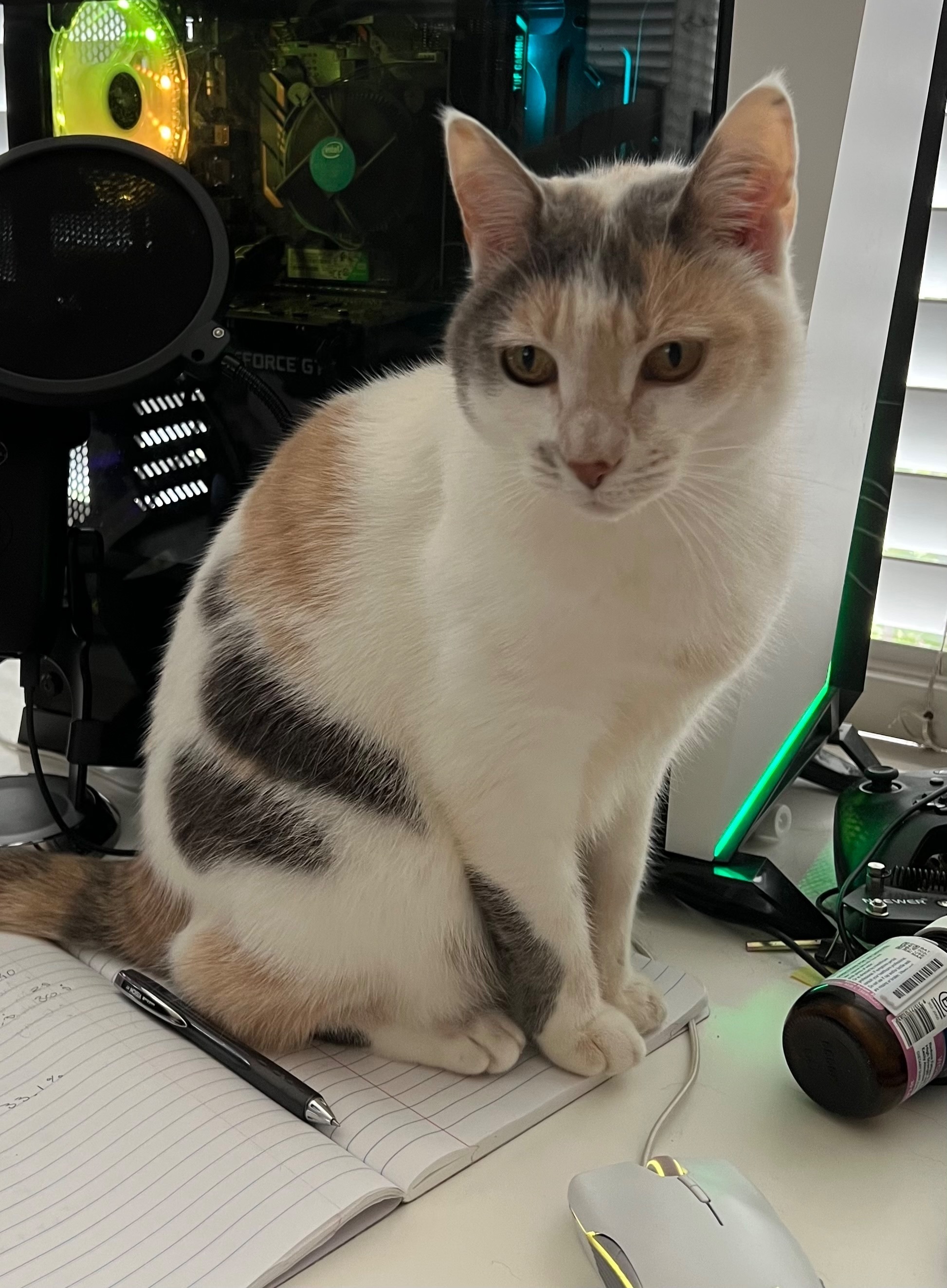 Missing cat , photo: Lost Friendly Calico Cat in Belrose Area