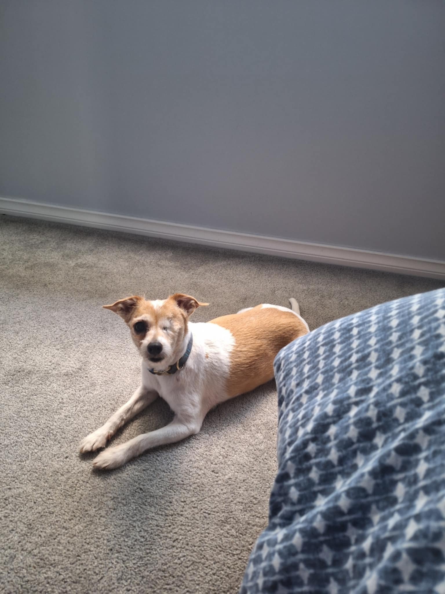 Missing: 12-Yr-Old One-Eyed Foxy Dog