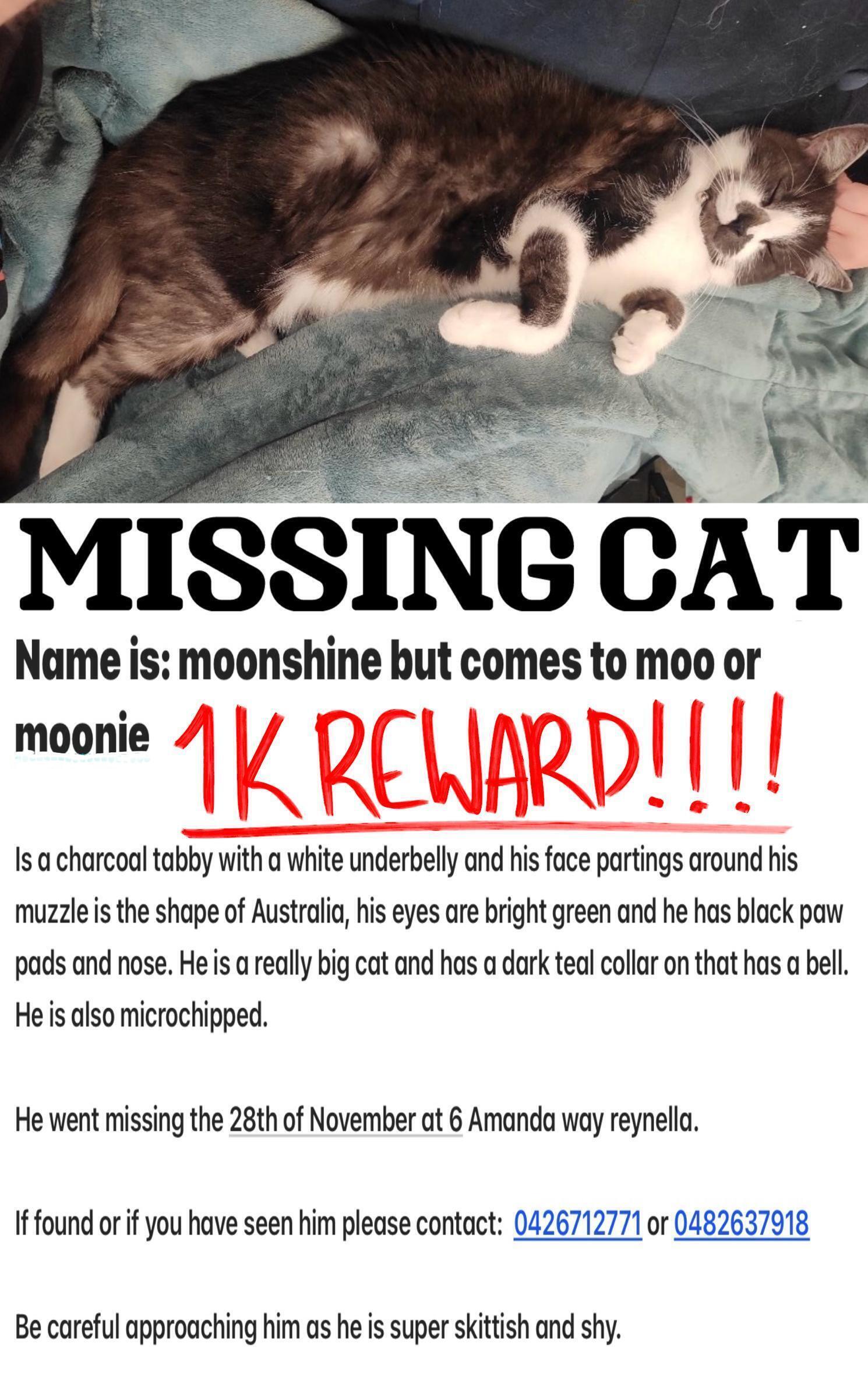 Lost pets Onkaparinga, photo: Lost Smokey Tabby: Help Find Moo!