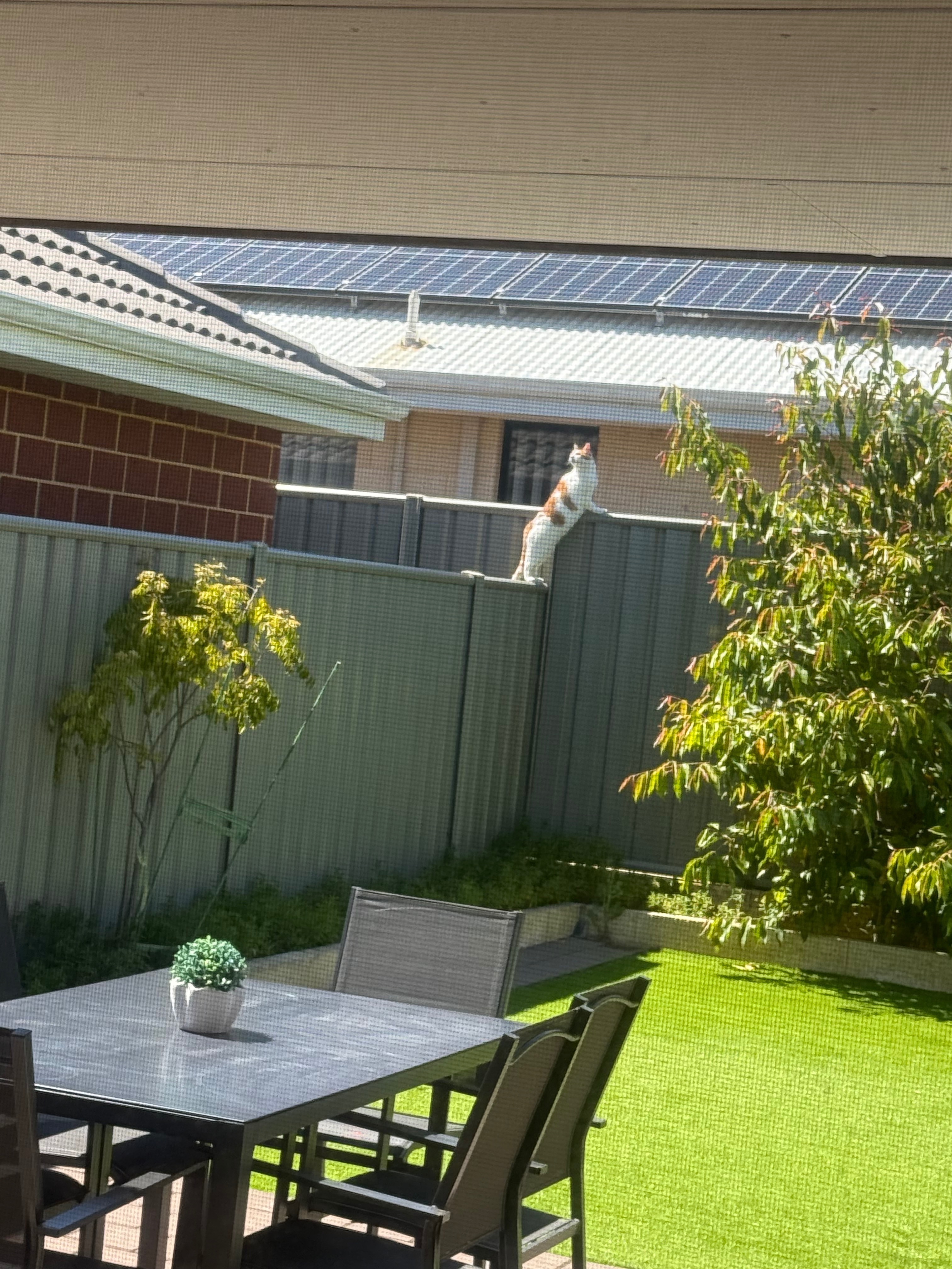 Lost: White/Brown Cat in Kwinana Area