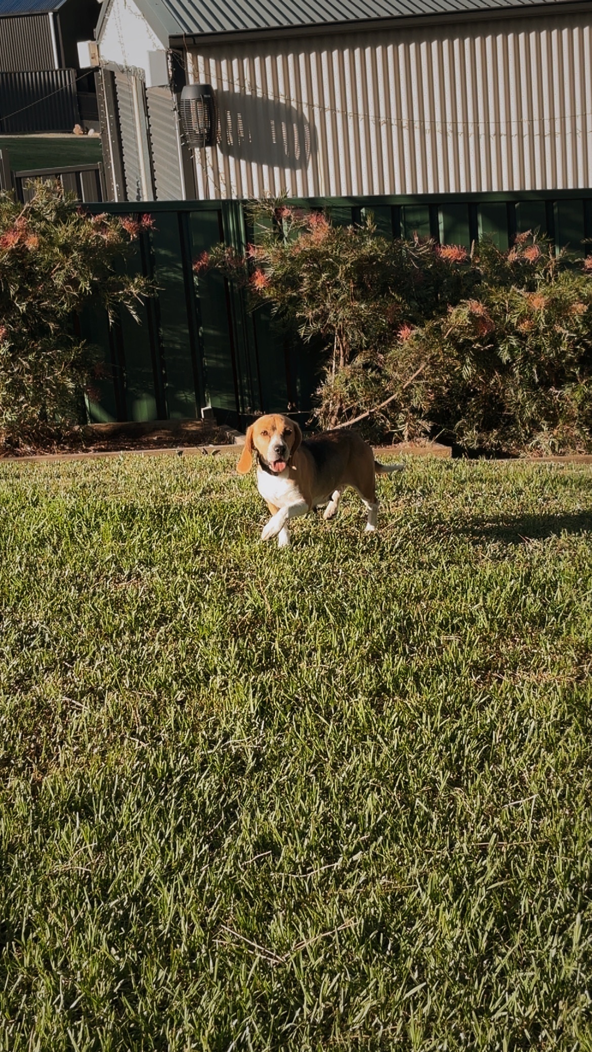 Lost: Female Beagle, 5 Yrs, Singleton NSW