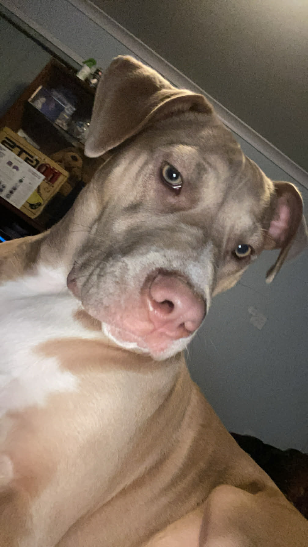 Lost Great Dane Cross: Kingston Rd, Logan