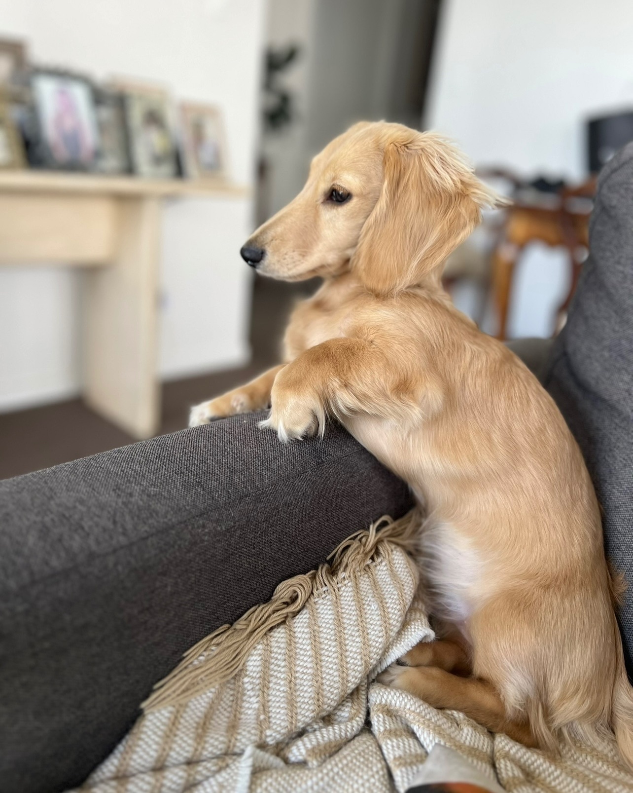 Lost Mini Dachshund on Kirwina Street