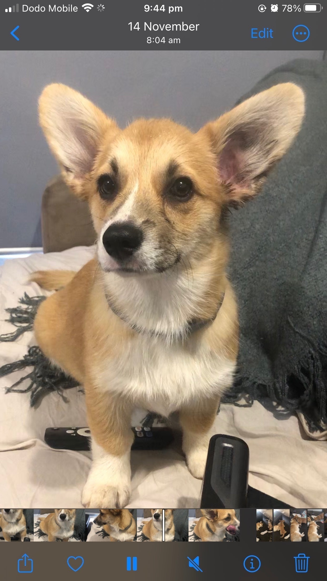 Lost 15-Week-Old Corgi Puppy i...