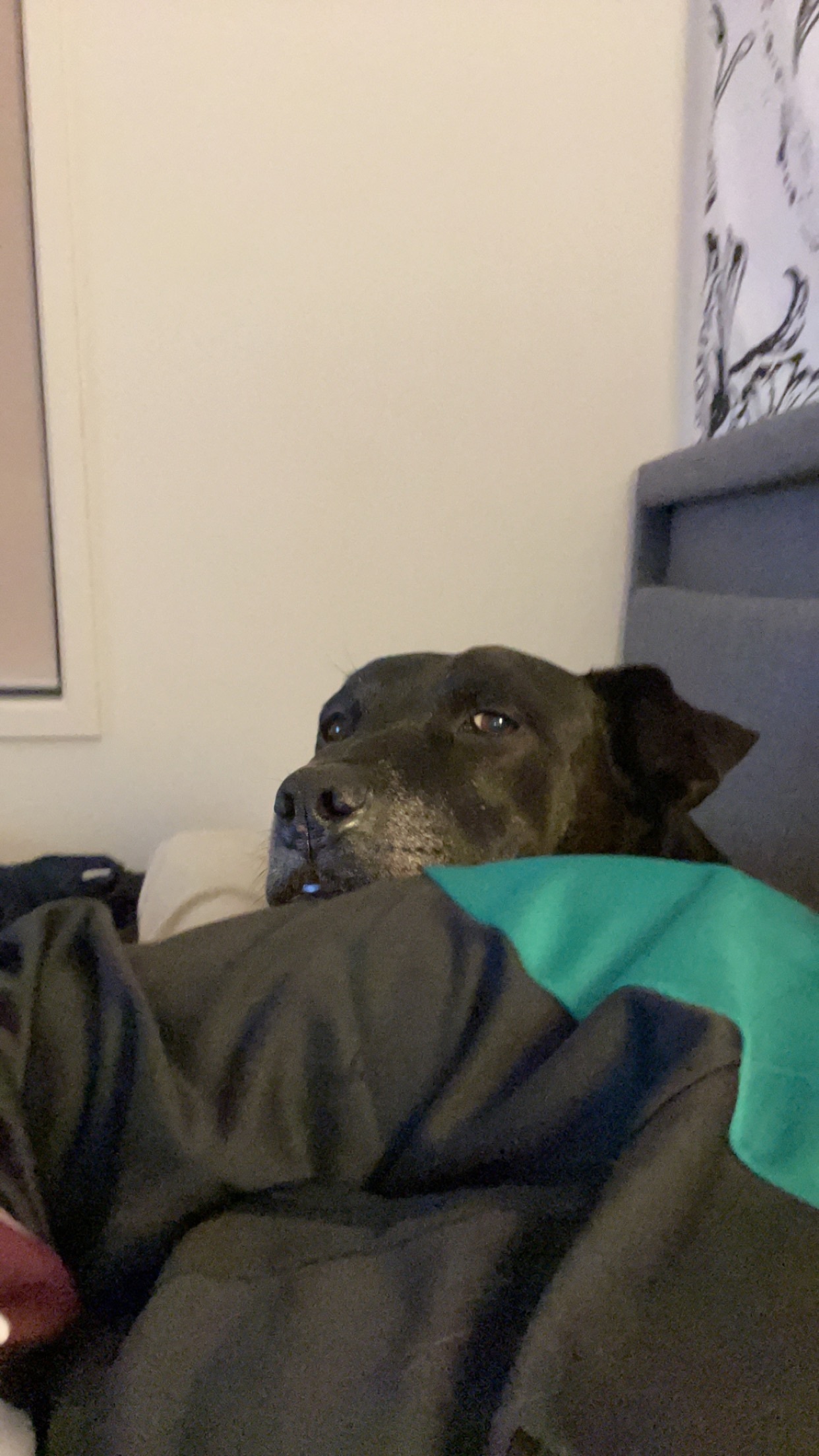 Lost Black & White Staffy on Martins Rd