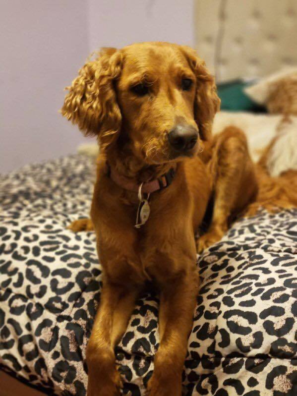 Missing dog , photo: Lost Nervous Groodle on Wright St, Adelaide