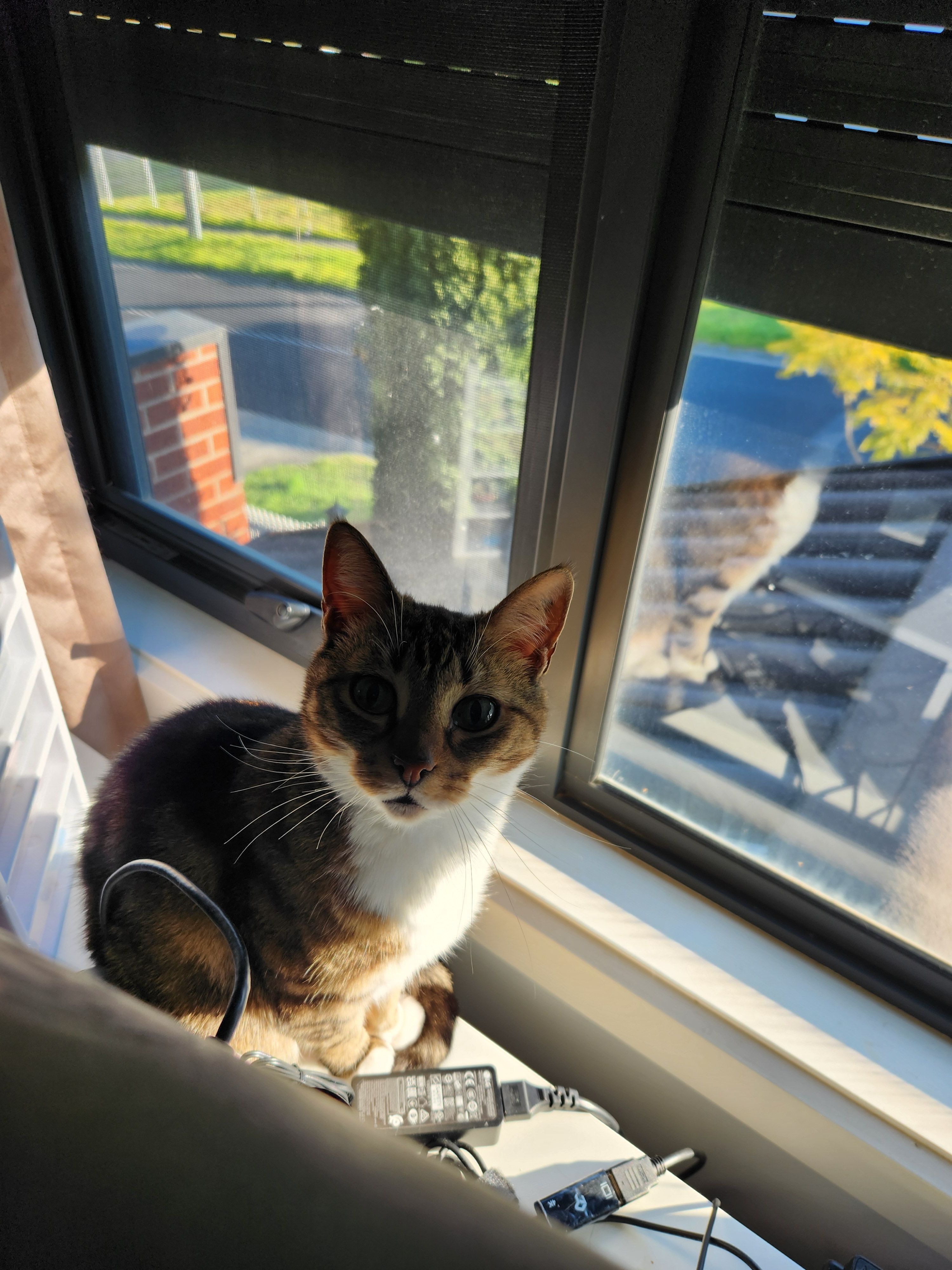 Lost Tabby: Green Eyes, White Socks