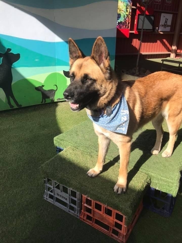 Help Find Izzy: Lost Dog in Wyndham City