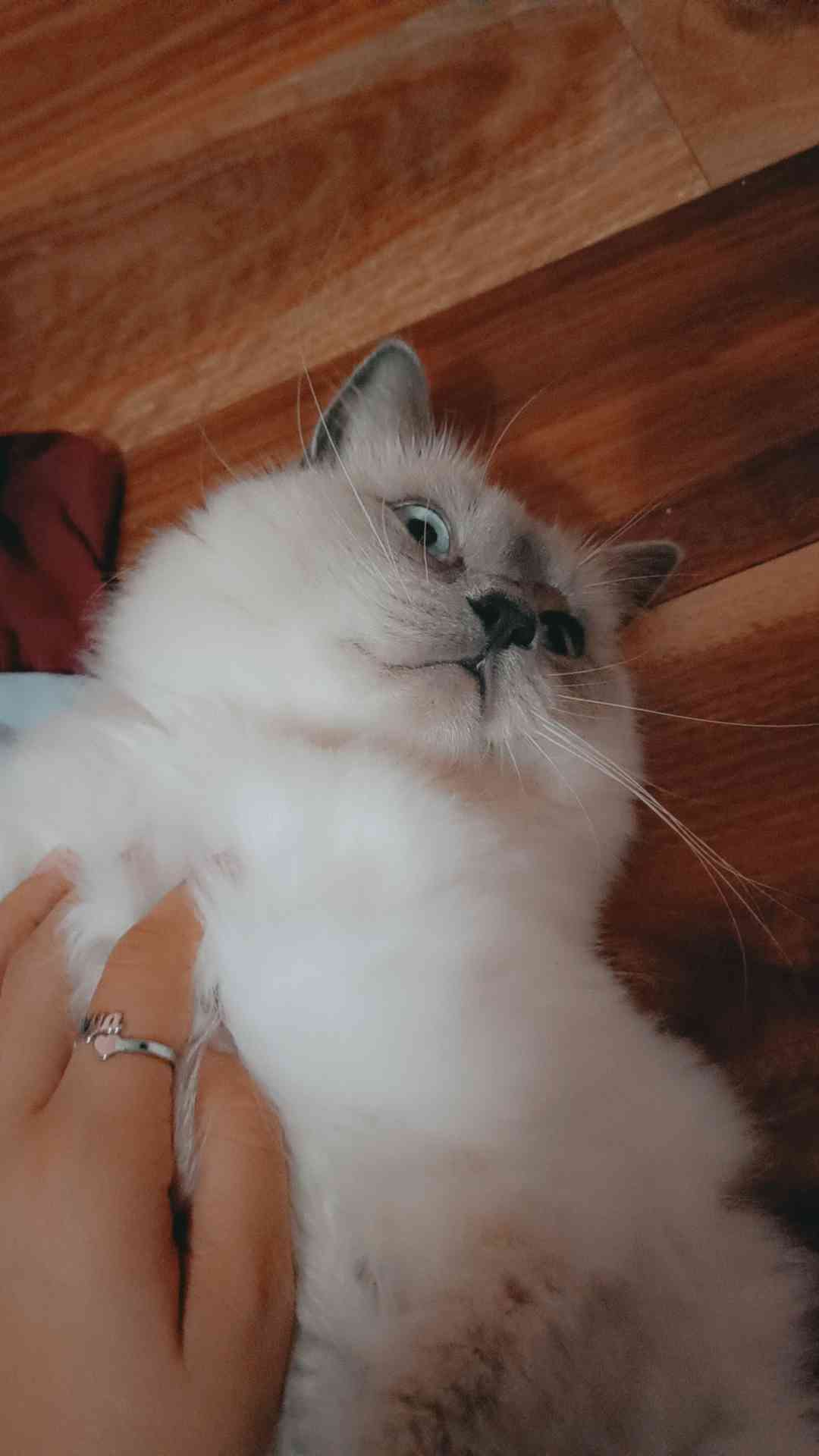 Lost and found pets Australia, photo: Lost Ragdoll Cat: White Fur, Blue Eyes