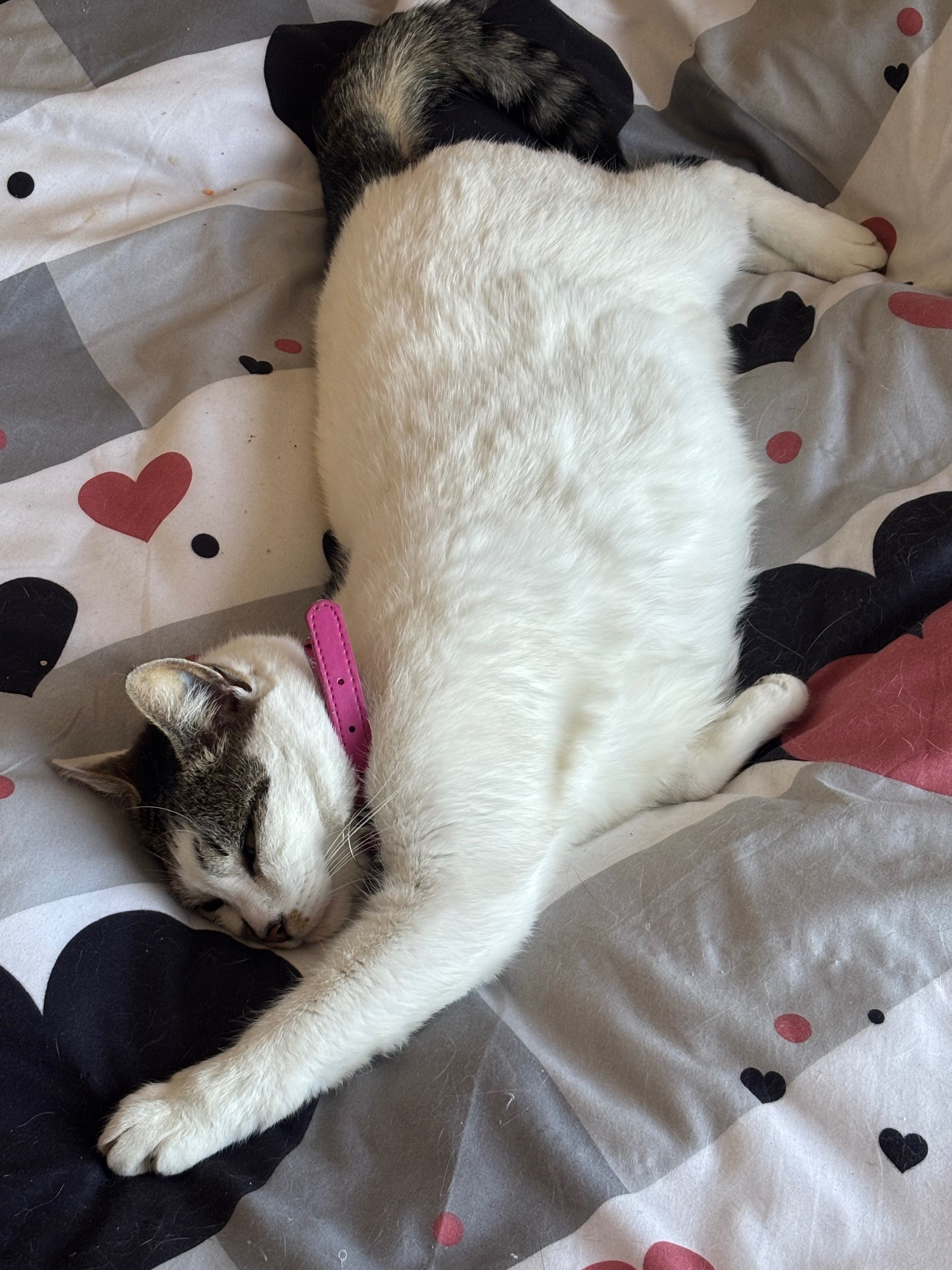 Missing cat , photo: Lost Cat Snow: White with Tabby Patches