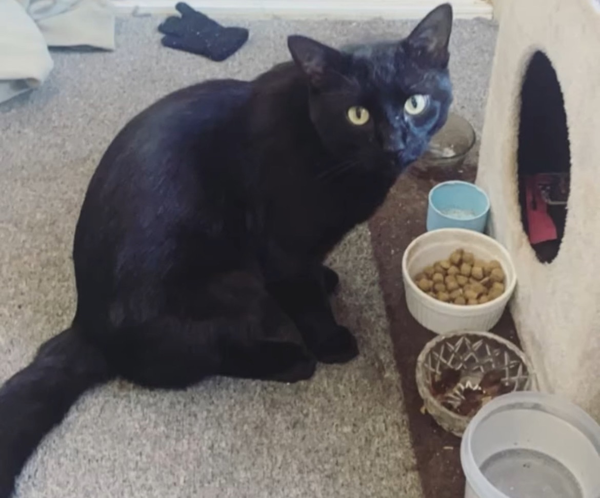 Lost pets Melbourne, photo: Lost Cat Stoner: Scar & Big Nose, Eltham