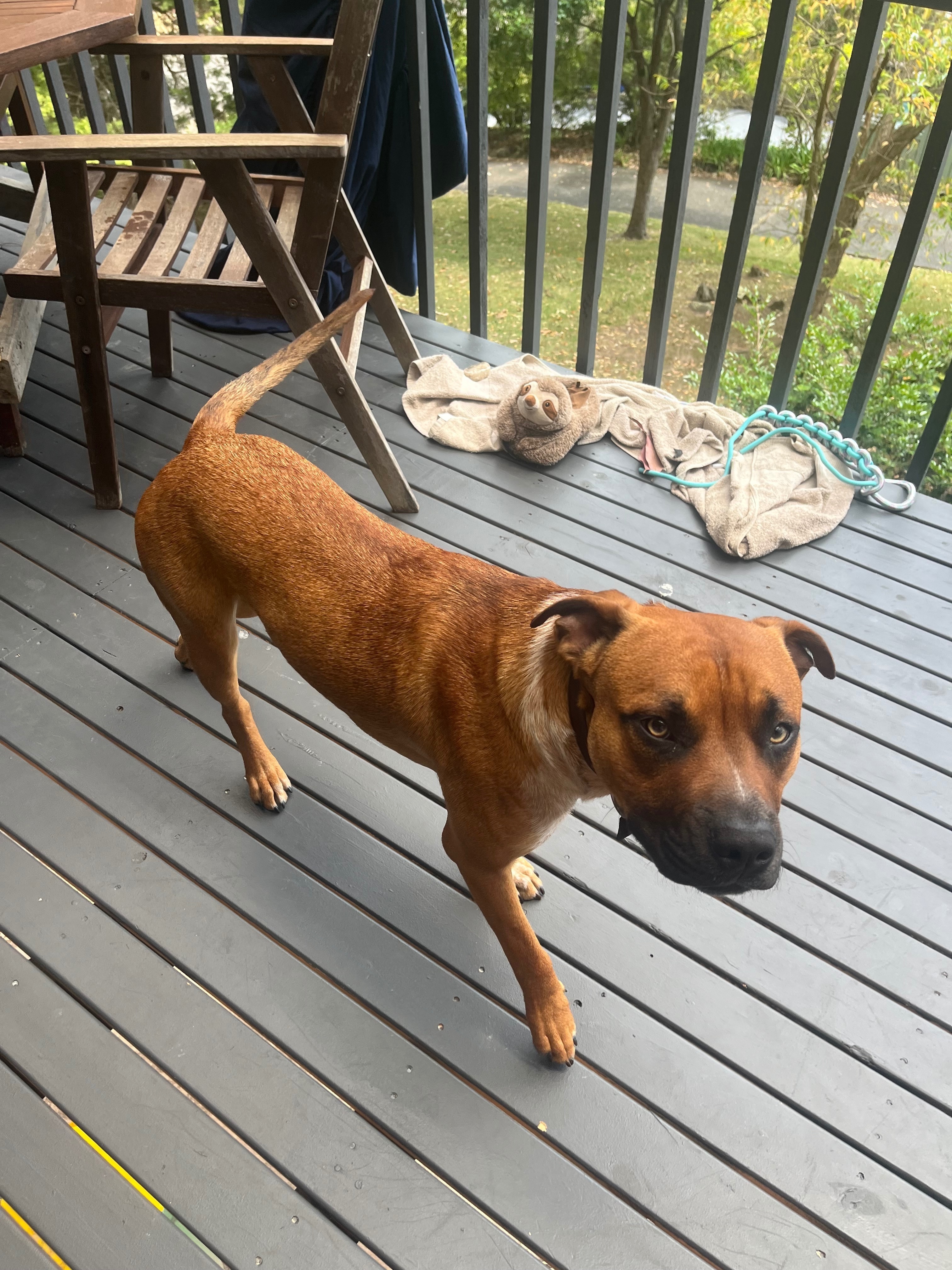 Lost Dog Near Ourimbah Creek Rd: Help!