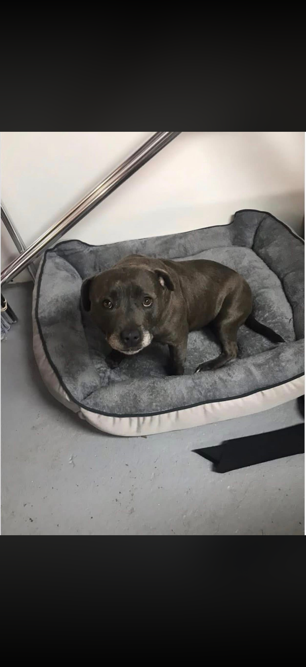 Lost pets , photo: Lost Blue Staffy Bindi in Liverpool