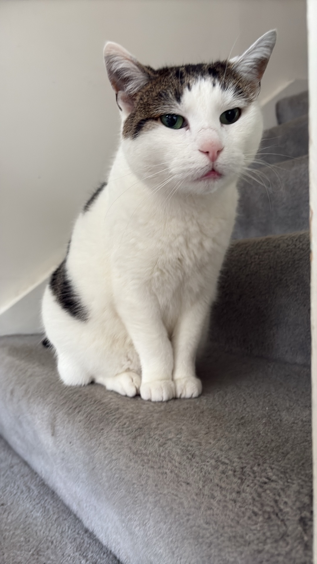 Lost Cat on Nicholson St, Yarra City