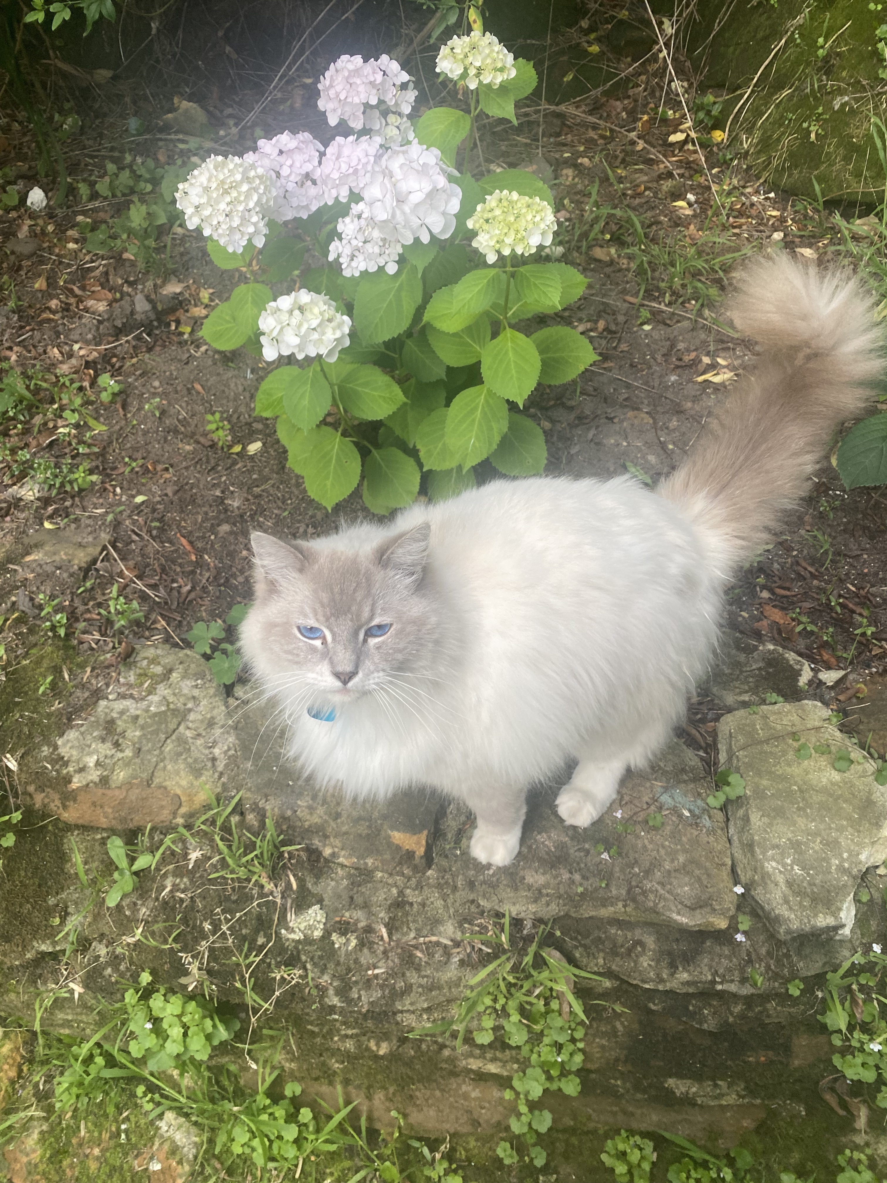 Lost pets Hornsby Shire, photo: Lost Ragdoll Cat: Blue Collar, Hornsby