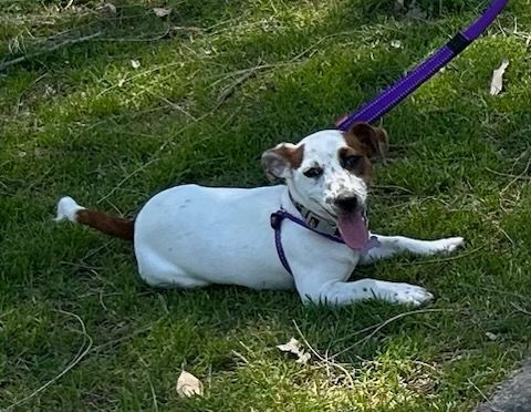 Lost Dog: Pink Collar in Newcastle