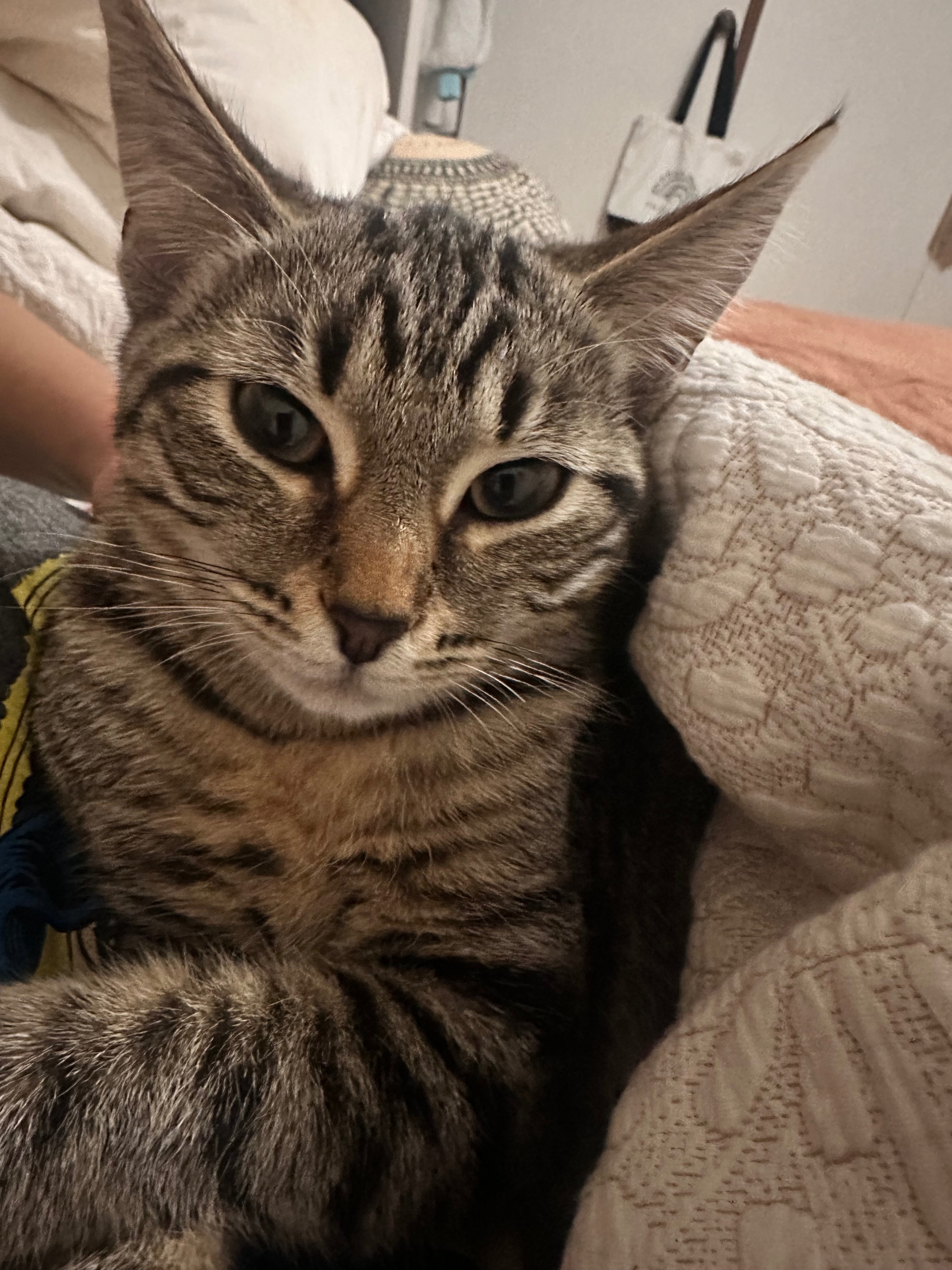 Help Find Moosh Moosh: Lost Tabby Cat
