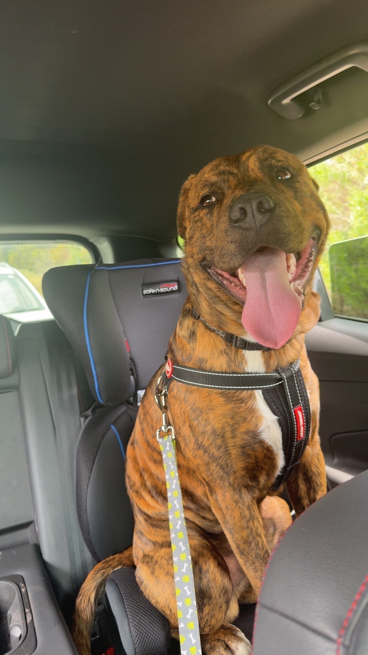 Lost Timid Dog - Patella St, Onkaparinga