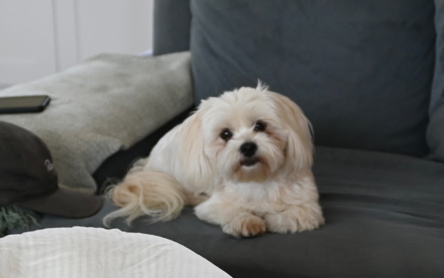 Lost Small Dog: White with Beige Tail