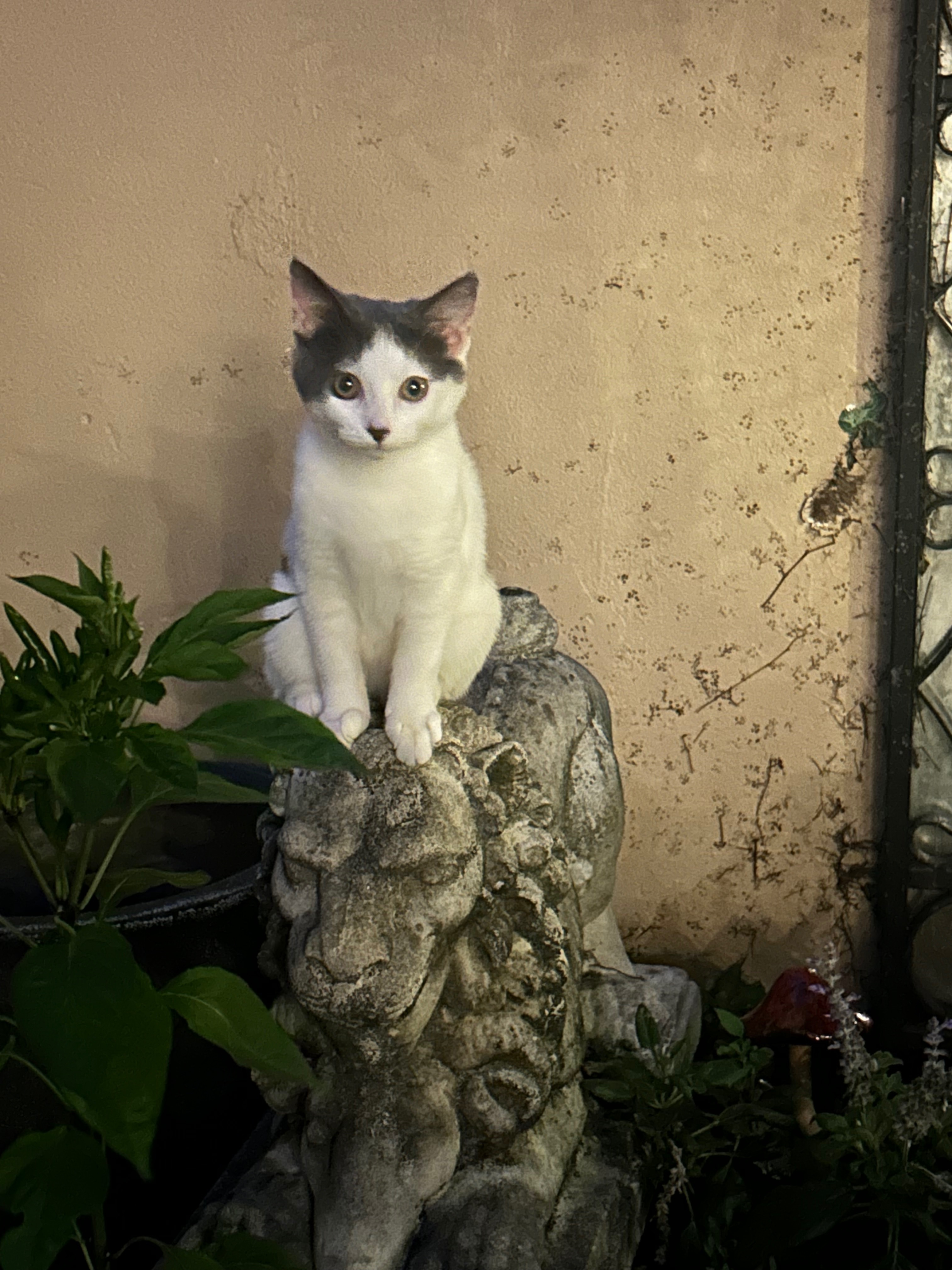 Lost 5-Month-Old White & Gray Cat in NSW