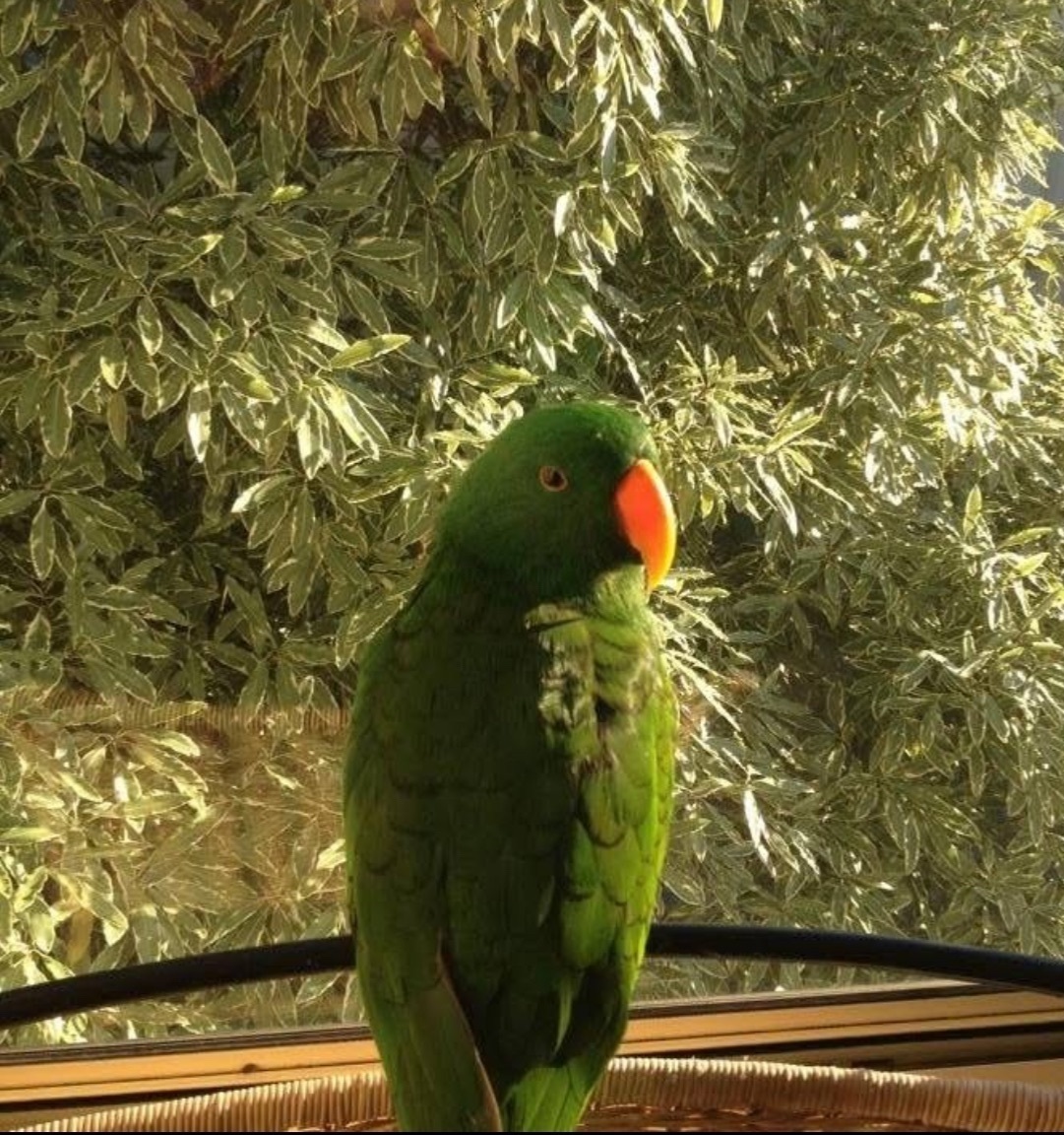 Lost Eclectus Parrot: Friendly & Talkative