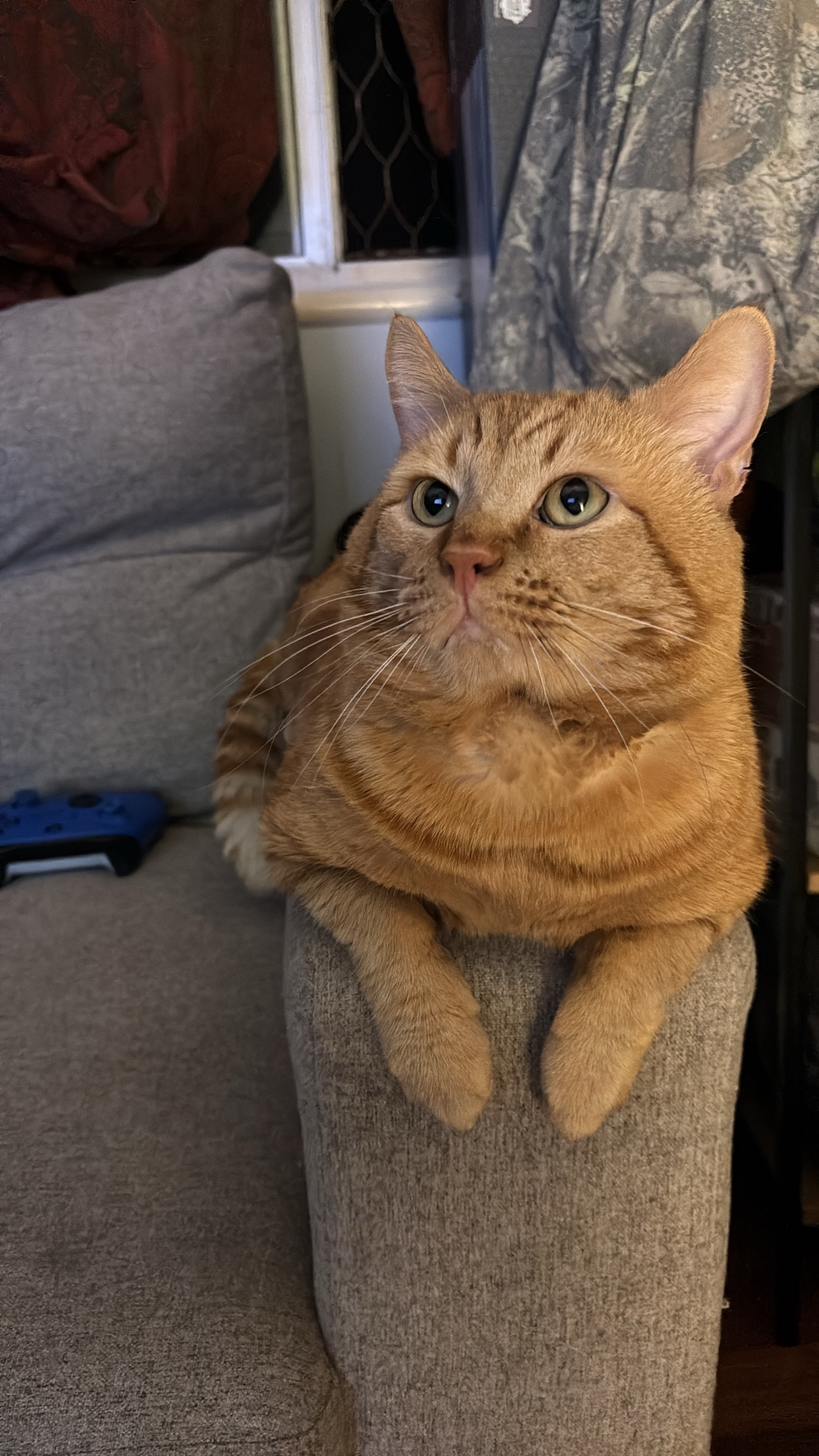 Lost Ginger Cat: Swirl Mark, Bywood St