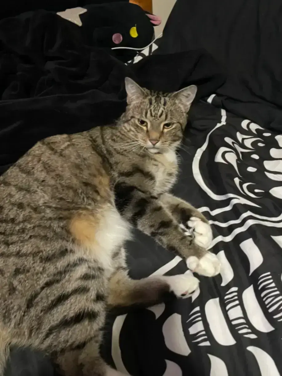 Lost Cat: White Socks, Striped Tail - Rae Ct