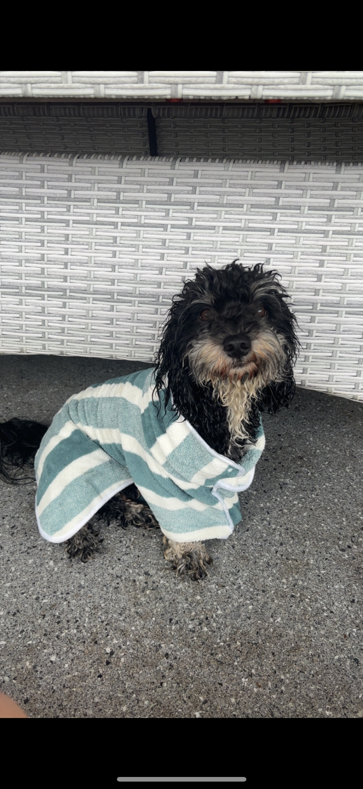 Lost Cavoodle: Timid & Skittish in Fraser