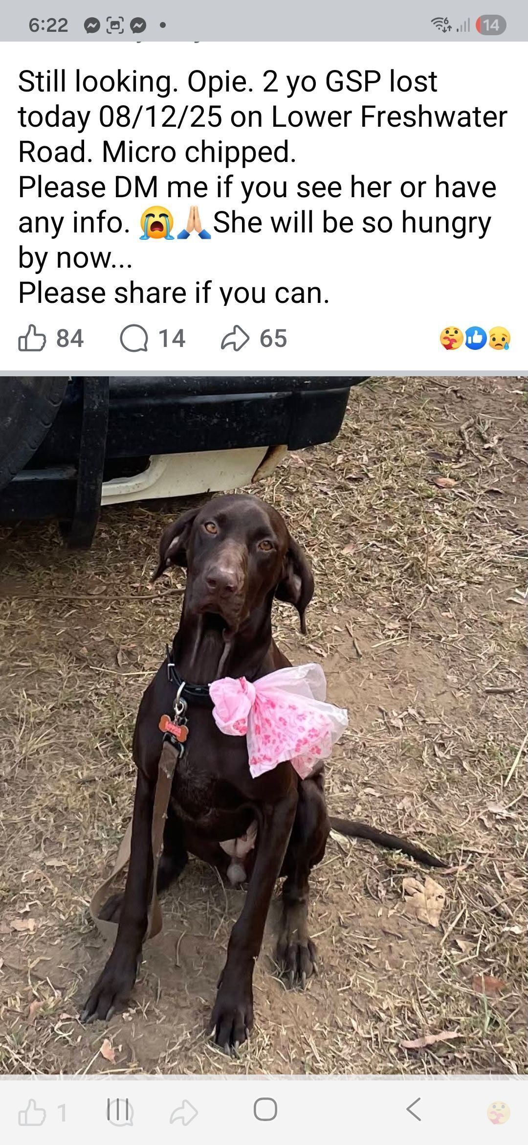 Lost Liver-Colored Dog in Cairns
