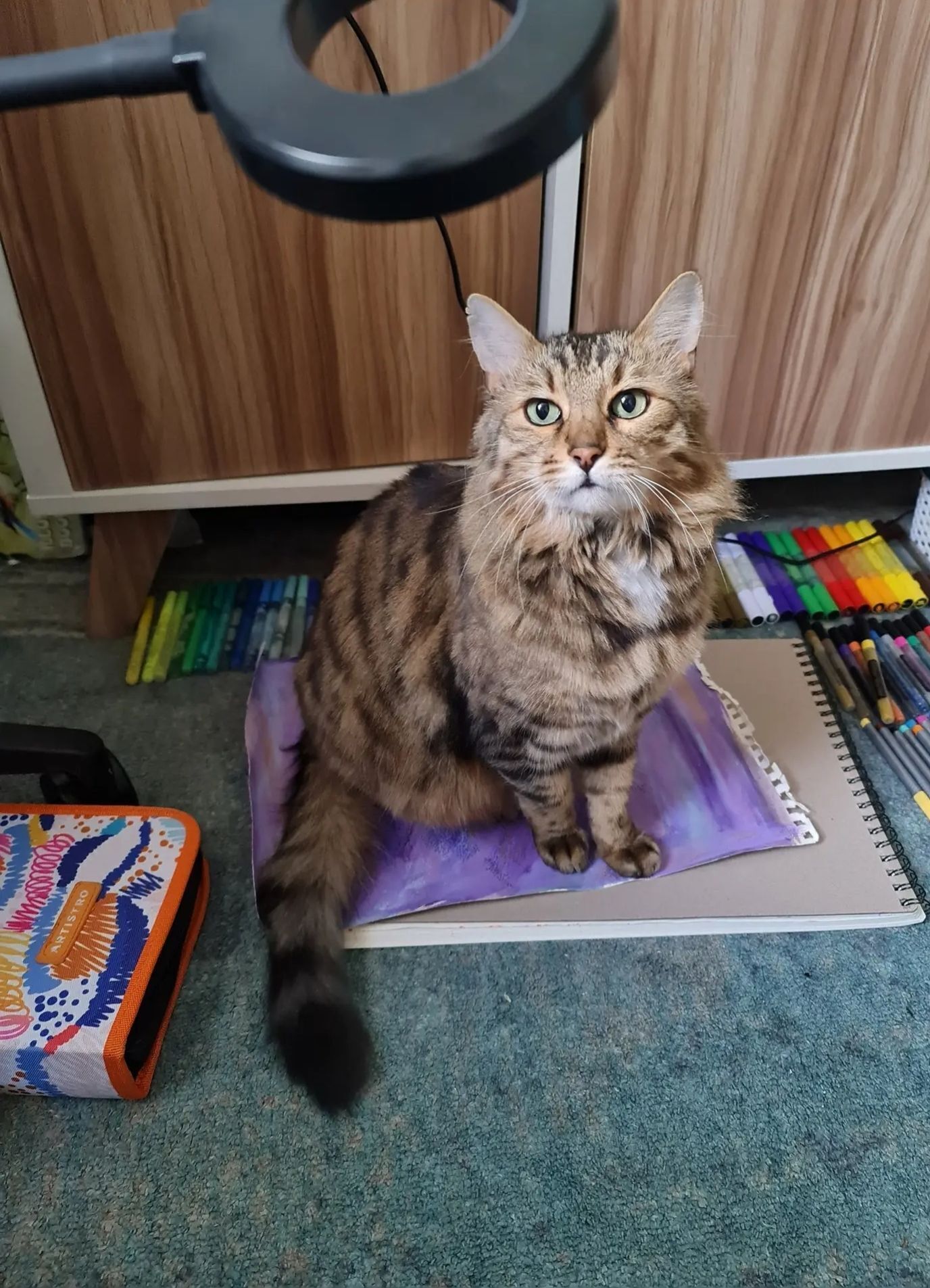 Lost Shy Cat: Brown, Green Eyes, Raleigh St