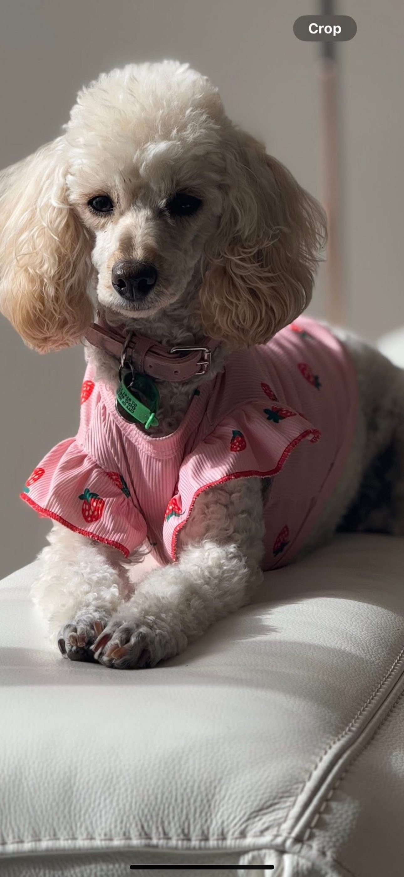 Lost Toy Poodle: Calm Approach Needed
