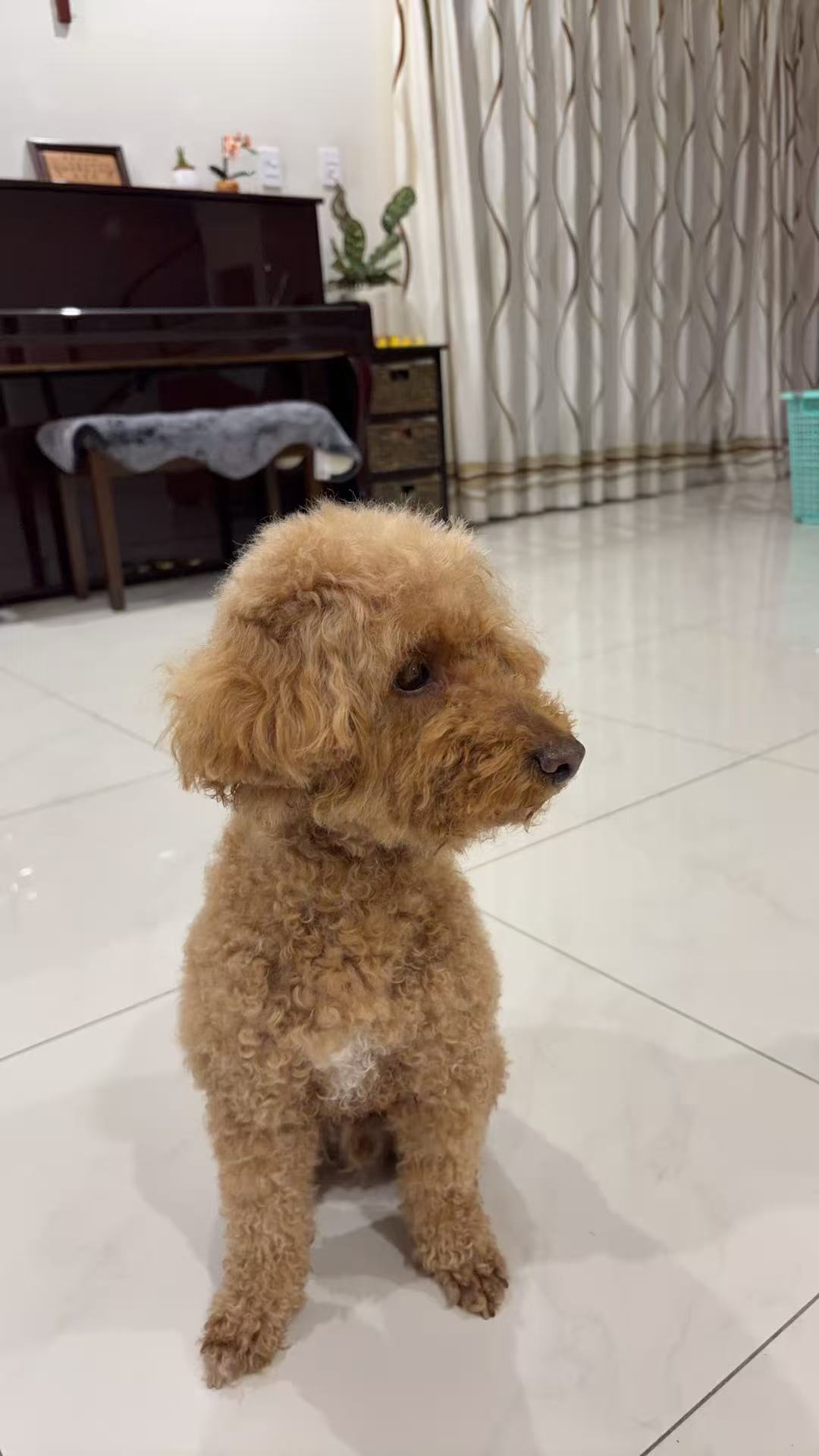 Lost Light Brown Dog with White Patch