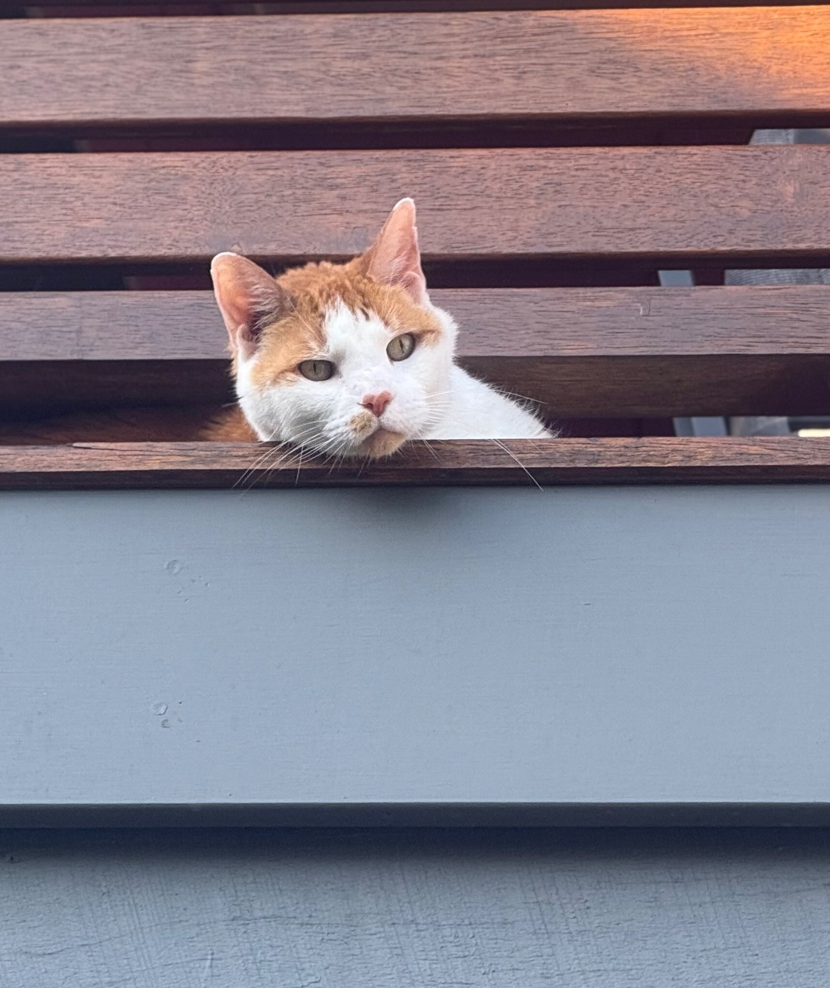 Lost Large Cat: Ginger & White...