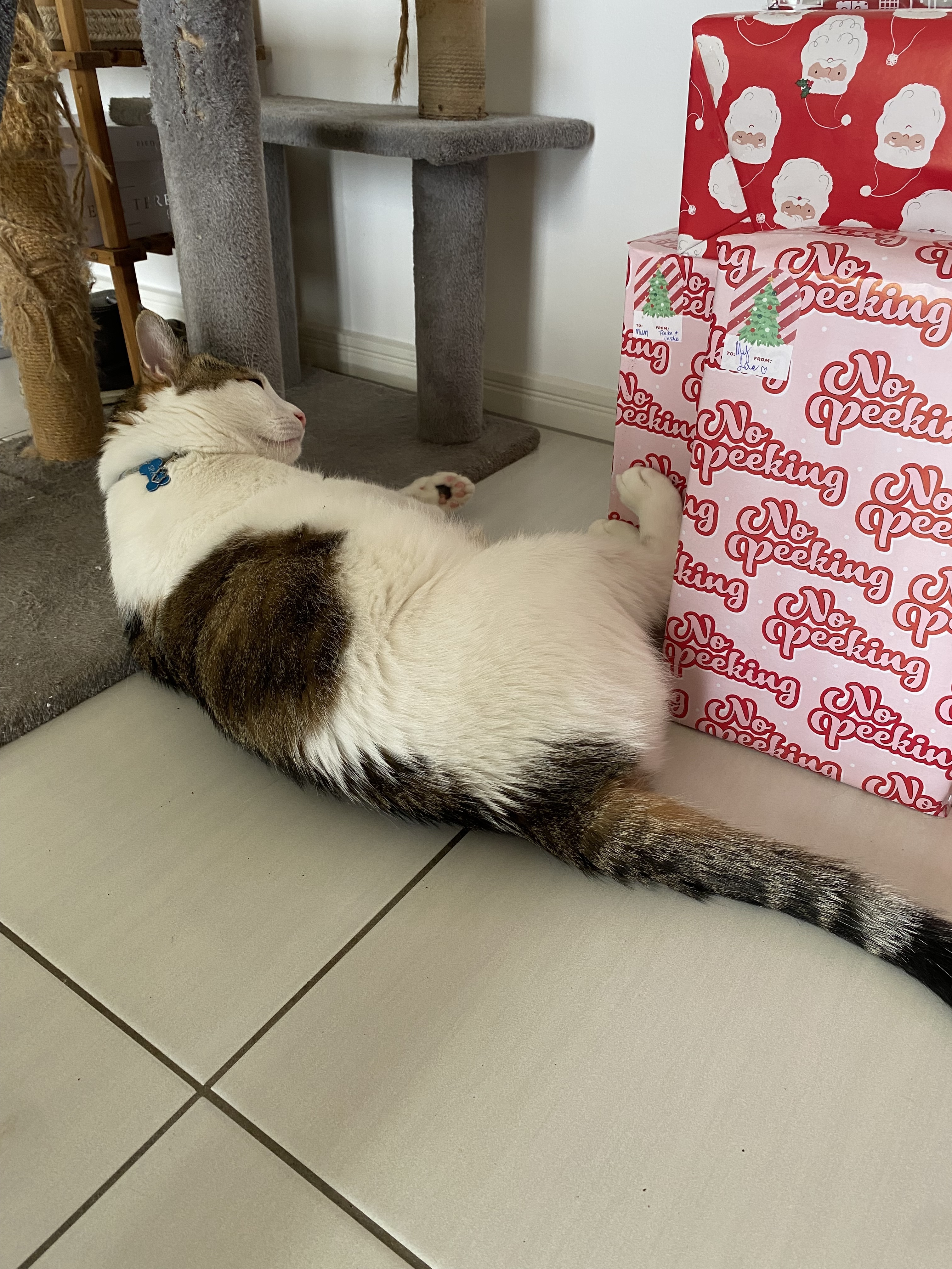 Lost Fluffy Cat: White, Brown...