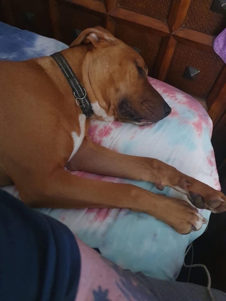 Lost Tan Staffs Cross: Bruce i...